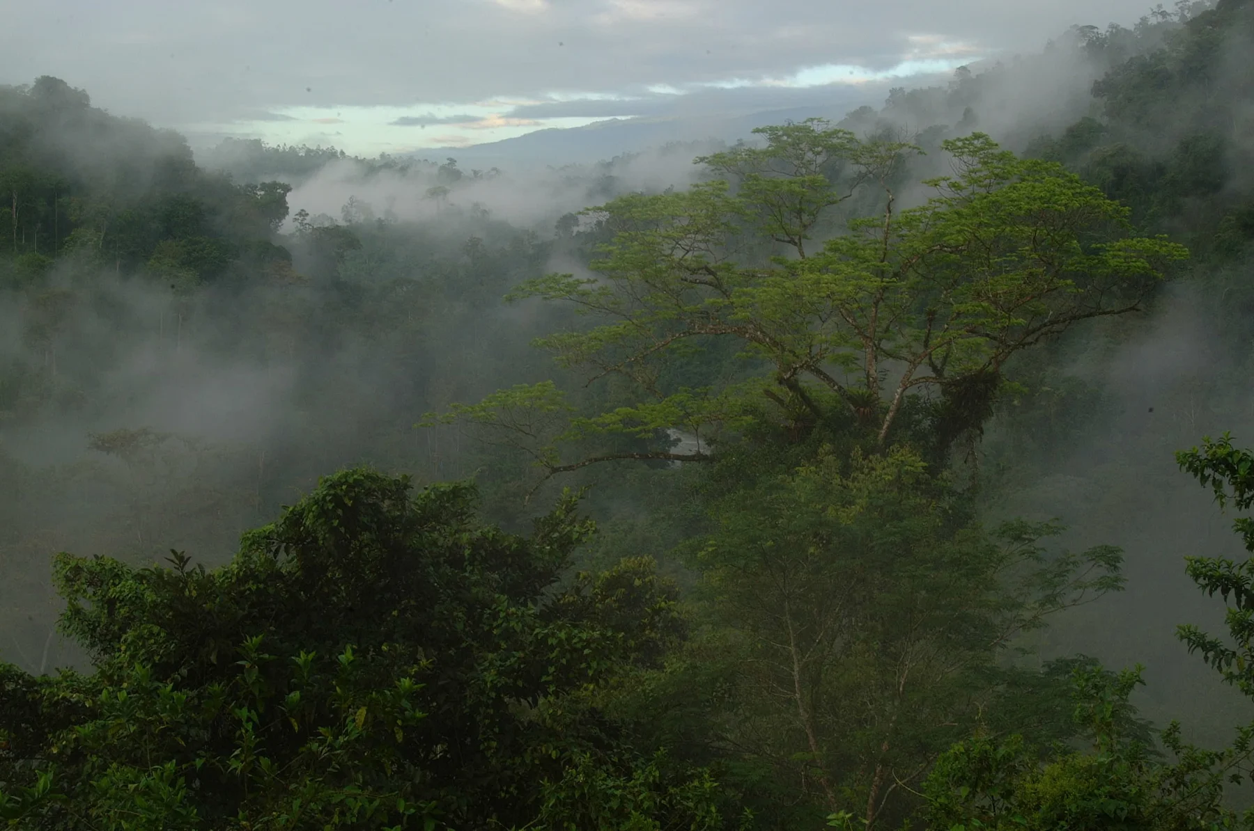 Cloud forest & wildlife